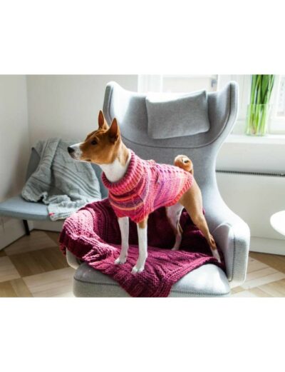 Pull chien luxe