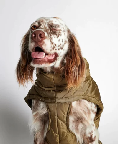 Manteau pour chien