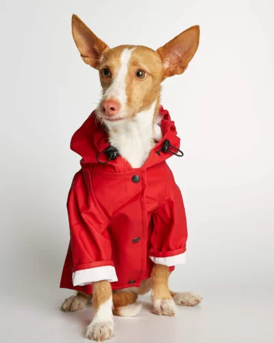 manteau imperméable pour chien