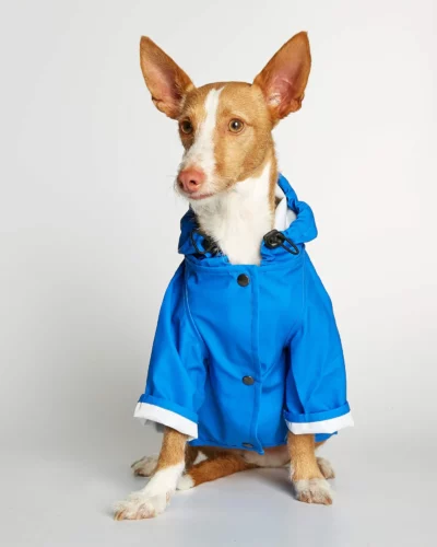 manteau imperméable pour chien bleu